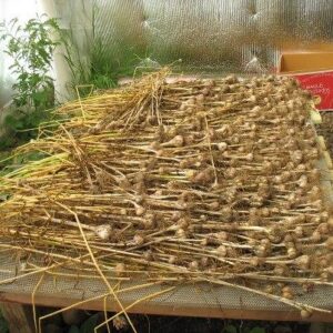 Choosing Heads for Fall Garlic Planting Image